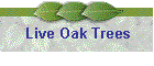 Live Oak Trees