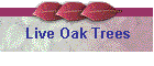 Live Oak Trees