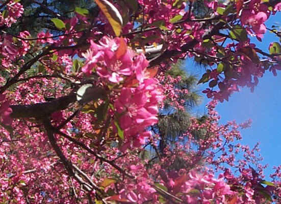 Crab apple blossoms.jpg (108884 bytes)